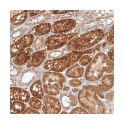 RANBP17 Rabbit anti-Human, Polyclonal Antibody, Abnova 100&mu;L; Unlabeled:Antibodies,