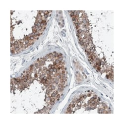 SPATA17, Rabbit, Polyclonal Antibody, Abnova 100&mu;L; Unlabeled:Antibodies,