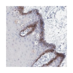 SLCO4A1 Rabbit anti-Human, Polyclonal Antibody, Abnova 100&mu;L; Unlabeled:Antibodies,