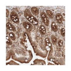 METTL21A, Rabbit, Polyclonal Antibody, Abnova 100&mu;L; Unlabeled:Antibodies,