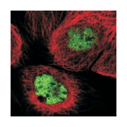 KIF4A Rabbit anti-Human, Polyclonal Antibody, Abnova 100&mu;L; Unlabeled:Antibodies,