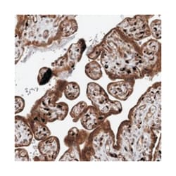 LIN28B Rabbit anti-Human, Polyclonal Antibody, Abnova 100 &mu;L | Buy Online | Abnova Corporation | Fisher Scientific