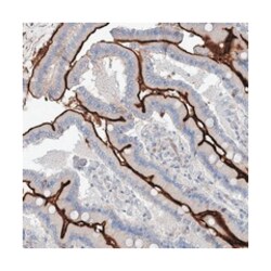 MAP9, Rabbit, Polyclonal Antibody, Abnova 100 &mu;L | Buy Online | Abnova Corporation | Fisher Scientific