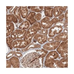 C12orf4, Rabbit, Polyclonal Antibody, Abnova 100 &mu;L | Buy Online | Abnova Corporation | Fisher Scientific