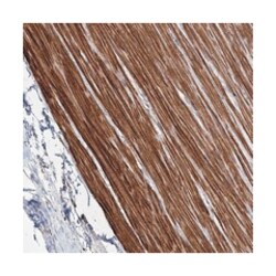 CCDC53, Rabbit, Polyclonal Antibody, Abnova 100&mu;L; Unlabeled:Antibodies,