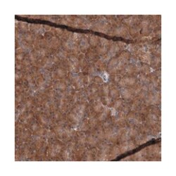 KANSL2, Rabbit, Polyclonal Antibody, Abnova 100&mu;L; Unlabeled:Antibodies,