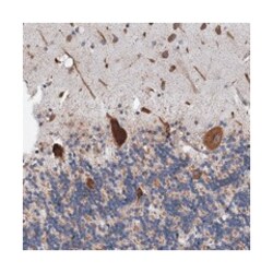 LINS1, Rabbit, Polyclonal Antibody, Abnova 100&mu;L; Unlabeled:Antibodies,