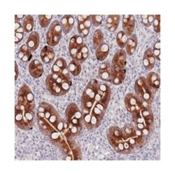 PRAP1, Rabbit, Polyclonal Antibody, Abnova 100&mu;L; Unlabeled:Antibodies,