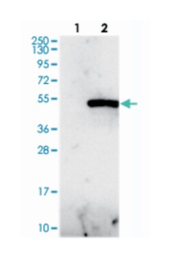 WDR73, Rabbit, Polyclonal Antibody, Abnova 100&mu;L; Unlabeled:Antibodies,