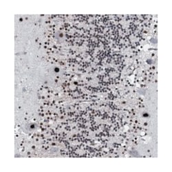 RUFY2, Rabbit, Polyclonal Antibody, Abnova 100&mu;L; Unlabeled:Antibodies,