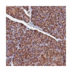PRRC1, Rabbit, Polyclonal Antibody, Abnova 100 &mu;L | Buy Online | Abnova Corporation | Fisher Scientific