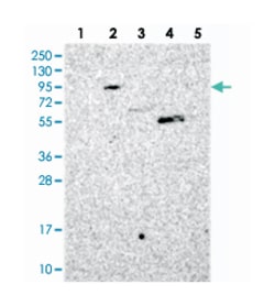 MYO16, Rabbit, Polyclonal Antibody, Abnova 100&mu;L; Unlabeled:Antibodies,