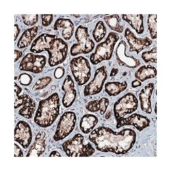 NRIP3, Rabbit, Polyclonal Antibody, Abnova 100&mu;L; Unlabeled:Antibodies,