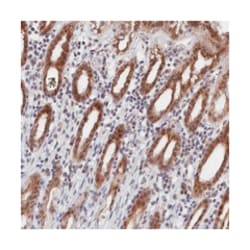 DNAJC17 Rabbit anti-Human, Polyclonal Antibody, Abnova 100 &mu;L | Buy Online | Abnova Corporation | Fisher Scientific