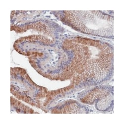 NUTF2 Rabbit anti-Human, Polyclonal Antibody, Abnova 100 &mu;L | Buy Online | Abnova Corporation | Fisher Scientific