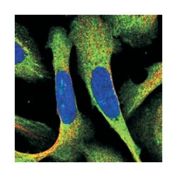 GFER, Rabbit, Polyclonal Antibody, Abnova 100&mu;L; Unlabeled:Antibodies,