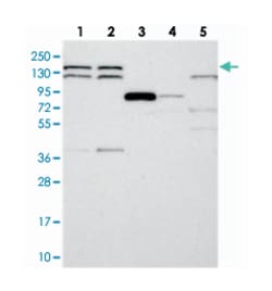 DHX38, Rabbit, Polyclonal Antibody, Abnova 100&mu;L; Unlabeled:Antibodies,