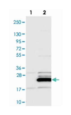 FAM96B Rabbit anti-Human, Polyclonal Antibody, Abnova 100&mu;L; Unlabeled:Antibodies,