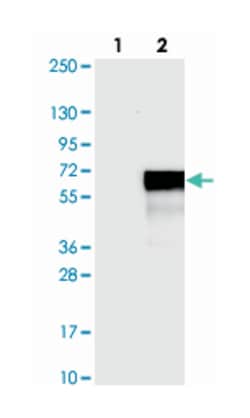 FAM53C, Rabbit, Polyclonal Antibody, Abnova 100&mu;L; Unlabeled:Antibodies,