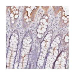 CAMSAP3, Rabbit, Polyclonal Antibody, Abnova 100&mu;L; Unlabeled:Antibodies,