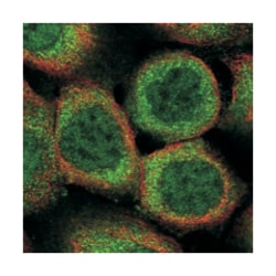 INCA1 Rabbit anti-Human, Polyclonal Antibody, Abnova 100 &mu;L | Buy Online | Abnova Corporation | Fisher Scientific