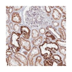 SLC35F4, Rabbit, Polyclonal Antibody, Abnova 100 &mu;L | Buy Online | Abnova Corporation | Fisher Scientific
