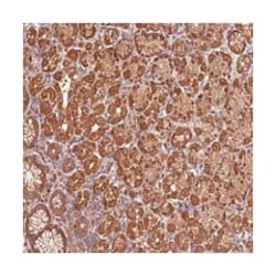 LYPLAL1, Rabbit, Polyclonal Antibody, Abnova 100&mu;L; Unlabeled:Antibodies,