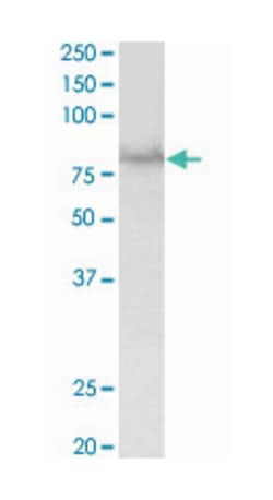 SIM1, Goat, Polyclonal Antibody, Abnova 100&mu;g; Unlabeled:Antibodies,