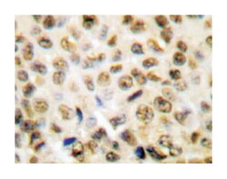 Histone H1 Rabbit anti-Human, Polyclonal Antibody, Abnova 100&mu;L; Unlabeled:Antibodies,