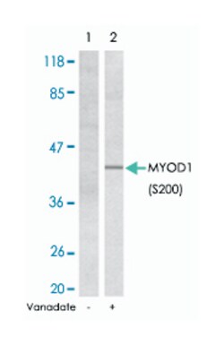 MYOD1, Rabbit, Polyclonal Antibody, Abnova 100 &mu;g | Buy Online | Abnova Corporation | Fisher Scientific