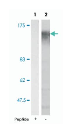 MAP3K5 (phospho S966), Rabbit anti-Human, Mouse, Polyclonal Antibody, Abnova 100 &mu;g | Buy Online | Abnova | Fisher Scientific