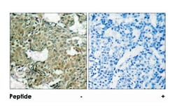 MAP2K1 (phospho S221), Rabbit anti-Human, Mouse, Rat, Polyclonal Antibody, Abnova 100 &mu;g | Buy Online | Abnova Corporation | Fisher Scientific