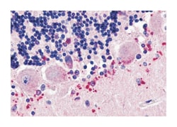 CELSR3 Rabbit anti-Bovine, Hamster, Horse, Human, Monkey, Mouse, Rabbit,