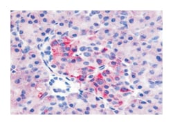 GPR35 Rabbit anti-Human, Polyclonal Antibody, Abnova 50&mu;g; Unlabeled:Antibodies,