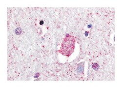 GPR88 Rabbit anti-Human, Monkey, Mouse, Pig, Rabbit, Rat, Polyclonal Antibody, Abnova 50 &mu;g | Buy Online | Abnova Corporation | Fisher Scientific
