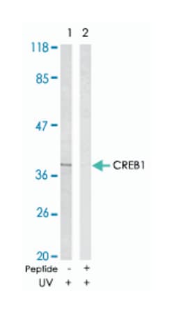 CREB1 Rabbit anti-Human, Mouse, Rat, Polyclonal Antibody, Abnova 100&mu;g;
