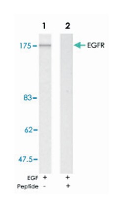 EGFR Rabbit anti-Human, Mouse, Rat, Polyclonal Antibody, Abnova 100 &mu;g | Buy Online | Abnova | Fisher Scientific