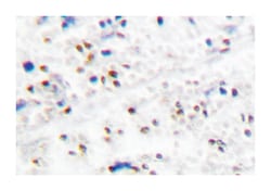 MCM5, Rabbit, Polyclonal Antibody, Abnova 100&mu;L; Unlabeled:Antibodies,