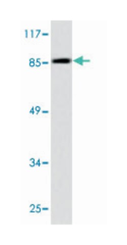 MDM2 Rabbit anti-Human, Mouse, Polyclonal Antibody, Abnova 100&mu;L; Unlabeled:Antibodies,