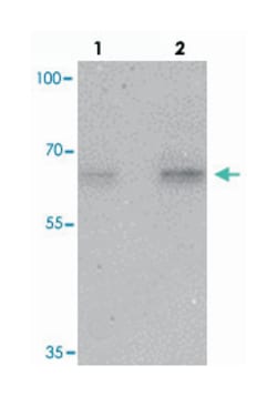 NELF Rabbit anti-Human, Mouse, Rat, Polyclonal Antibody, Abnova 100 &mu;g | Buy Online | Abnova Corporation | Fisher Scientific