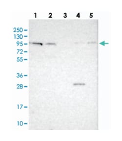 CDH26 Rabbit anti-Human, Polyclonal Antibody, Abnova 100&mu;L; Unlabeled:Anticuerpos