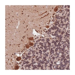 OSBPL1A Rabbit anti-Human, Polyclonal Antibody, Abnova 100&mu;L; Unlabeled:Antibodies,
