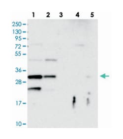 FAM125A Rabbit anti-Human, Polyclonal Antibody, Abnova 100 &mu;L | Buy Online | Abnova Corporation | Fisher Scientific