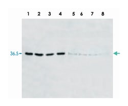 LDHA (Rabbit), Goat, Polyclonal Antibody, Abnova 100 &mu;g | Buy Online | Abnova Corporation | Fisher Scientific