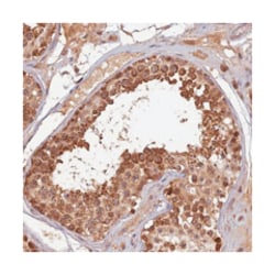 RGL3 Rabbit anti-Human, Polyclonal Antibody, Abnova 100&mu;L; Unlabeled:Antibodies,