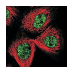 CCDC19 Rabbit anti-Human, Polyclonal Antibody, Abnova 100&mu;L; Unlabeled:Antibodies,