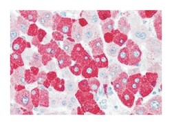 LOXL2, Rabbit, Polyclonal Antibody, Abnova 50 &mu;g | Buy Online | Abnova | Fisher Scientific