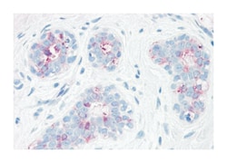 SYNGR2 Rabbit anti-Bovine, Hamster, Horse, Human, Mouse, Rat, Polyclonal Antibody, Abnova 50 &mu;g | Buy Online | Abnova Corporation | Fisher Scientific