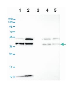 C6orf47, Rabbit, Polyclonal Antibody, Abnova 100 &mu;L | Buy Online | Abnova Corporation | Fisher Scientific