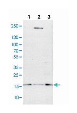 SUB1, Rabbit, Polyclonal Antibody, Abnova 100&mu;L; Unlabeled:Antibodies,